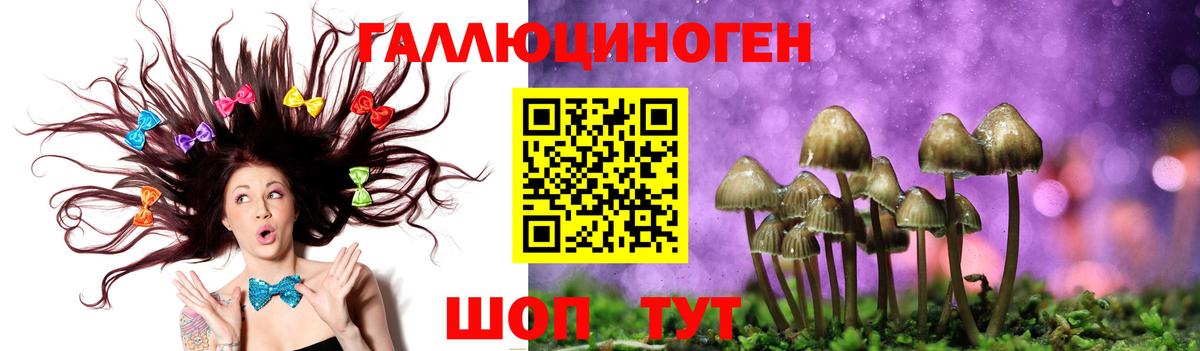 Выборг  Псилоцибиновые грибы GOLDEN TEACHER  цена наркотик  Вход с VPN 